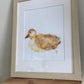 Framed Animal Print - Duck